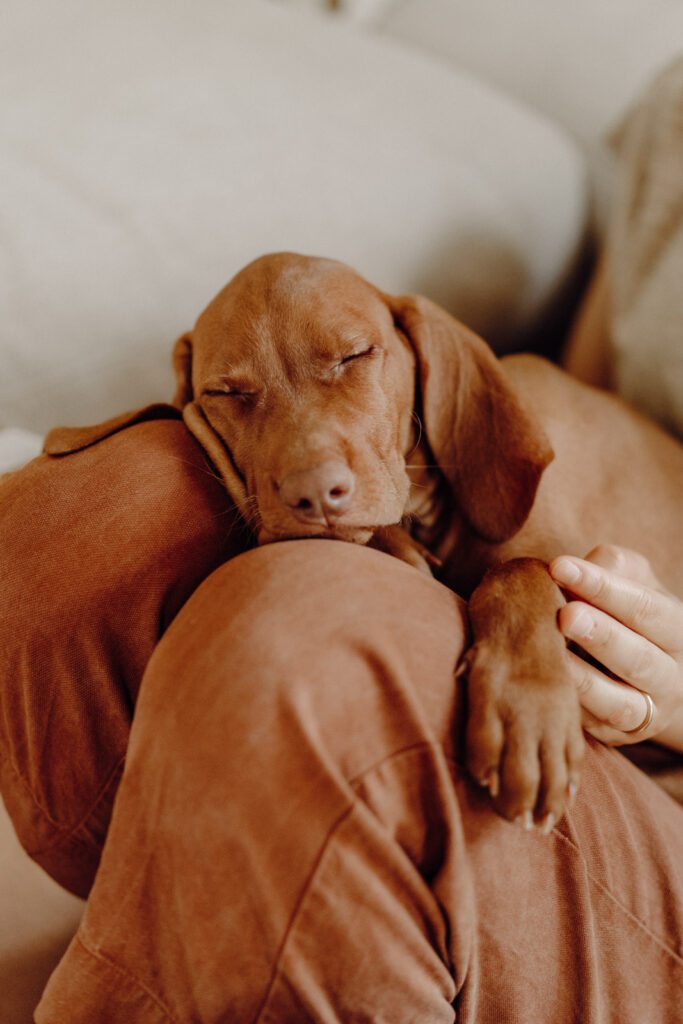 Magyar Vizsla Welpe Merkur schläft friedlich auf Frauchens Schoß ein. Eine Homestory lässt jeden Hund entspannen.