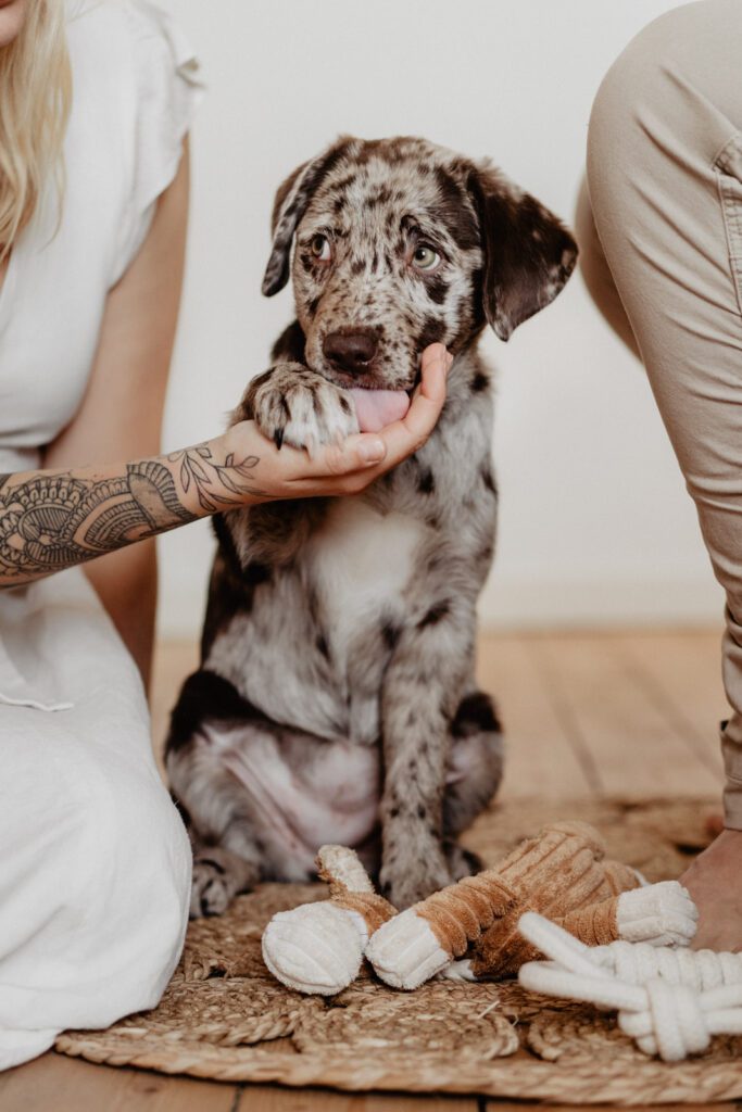 Indoor Hundefototermin Aussiedor Welpe mit Mensch Karlsruhe