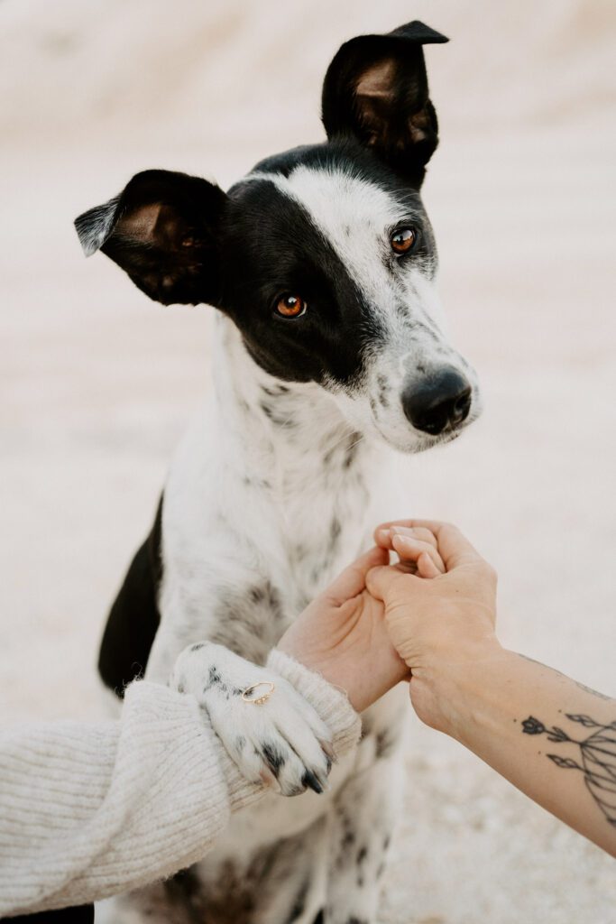 australian sheperd mischling blackandwhite