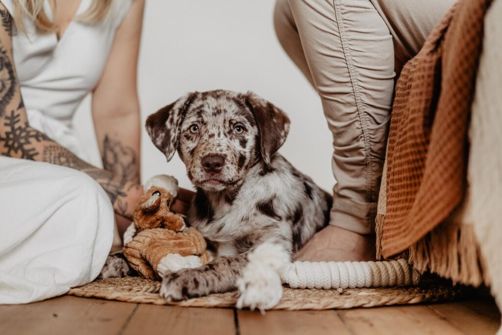hundewelpe labrador mischling mit spielzeug