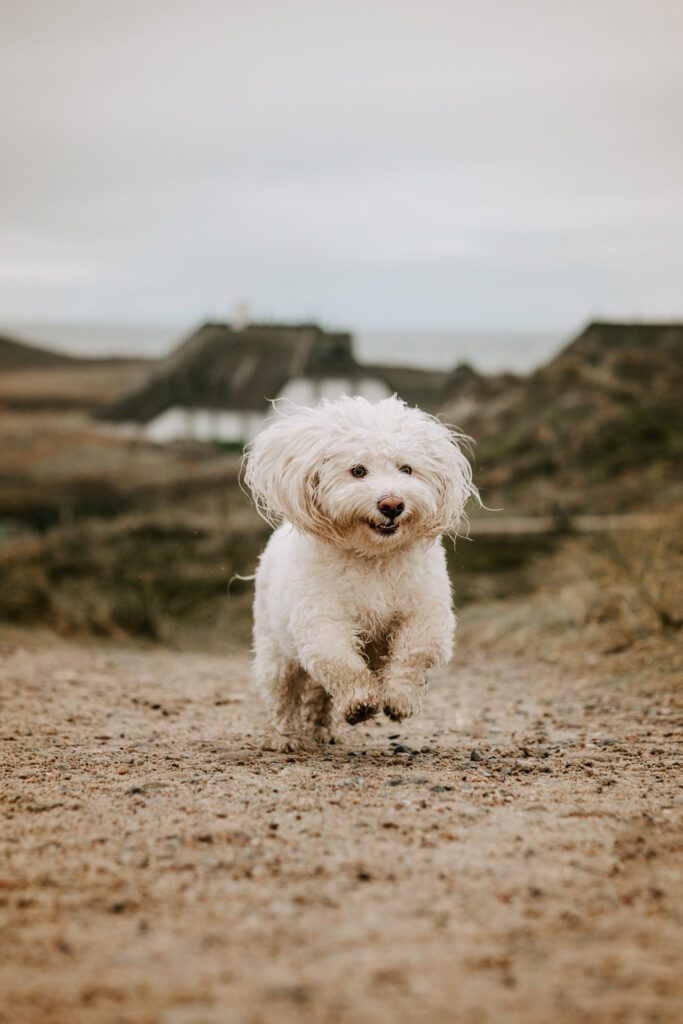 Ein Hund genießt das Spiel mit seinem Besitzer im Sand von Sylt, voller Freude und Vertrauen.