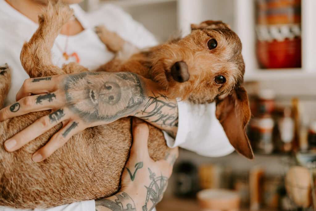Tierfotoshoot Rauhaardackel Hund Indoor mit Mensch Köln