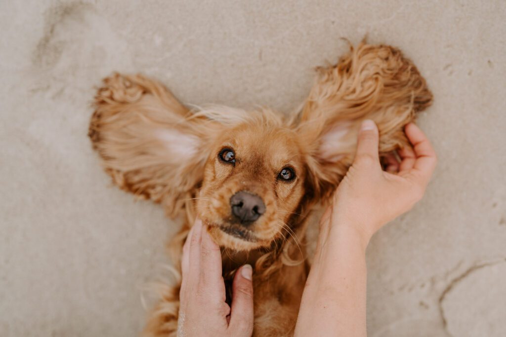 süßer Hundefototermin Hamburg Cocker Spaniel Strand Hamburg