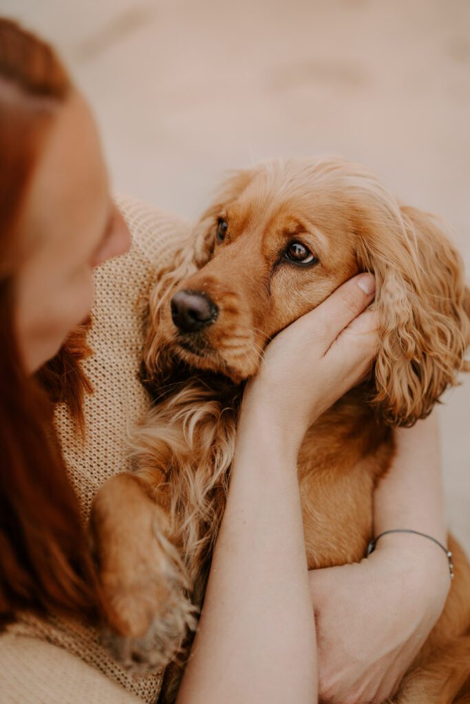 emotionales indoor Hundefotoshoot Cocker Spaniel mit Mensch Hamburg