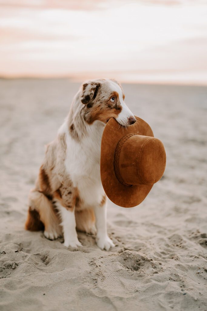 Australien Shepherd am Strand während eines After-Wedding Shoots bei Sonnenuntergang, trägt einen Hut im Maul und verleiht dem Bild einen lässigen Boho-Look.