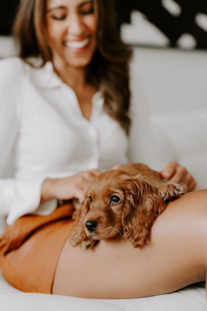Gemütlicher Moment: English Cocker Spaniel liegt entspannt auf dem Sofa